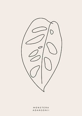 Monstera adansonii 02