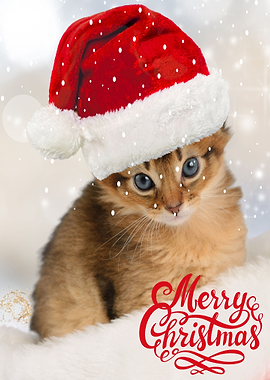 Christmas Cat House Rules