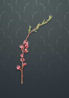Vintage Peach Blossom