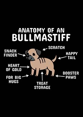 Anatomy Of A Bullmastiff