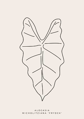 Alocasia Frydek 01