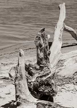 Driftwood