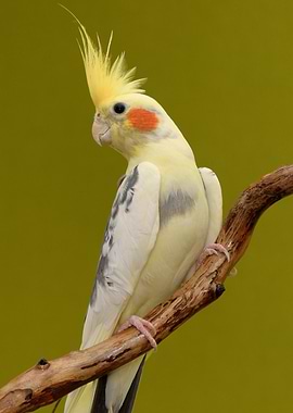 Cute Cockatiel