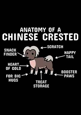 Chinese Crested Anatomy