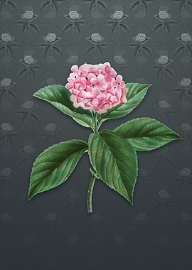 Vintage French Hydrangea