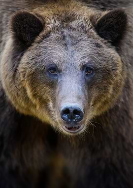 Bear portrait