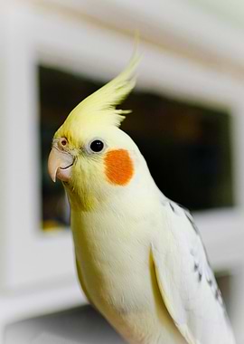 Cockatiel