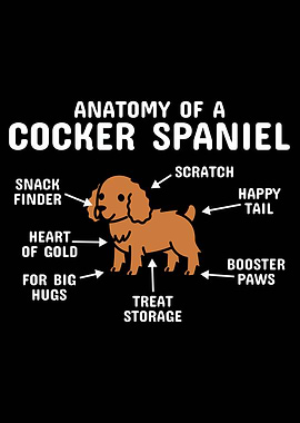 Anatomy Of A Cocker Spanie