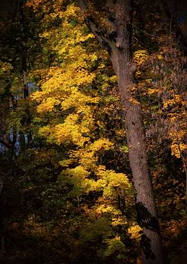 Autumn Tree At Sunset
