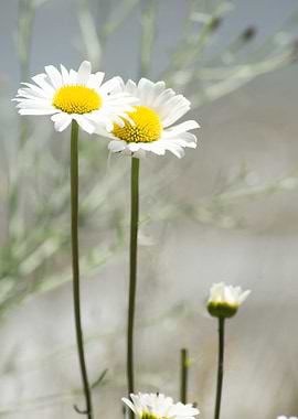 White Flower on beach