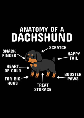 Anatomy Of A Dachshund