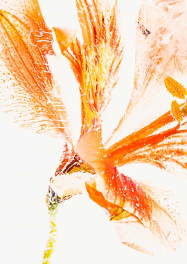 Alstroemeria in ice 1