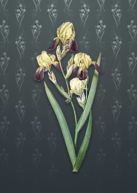 Vintage Elder Scented Iris