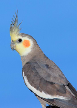 Silver Cockatiel