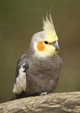 Yellow Face Cockatiel