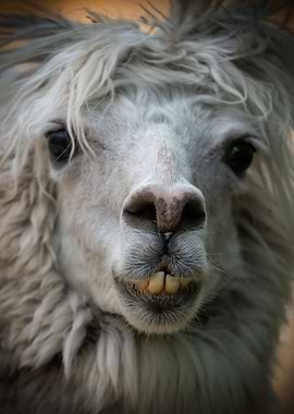 Alpaca Snout Portrait