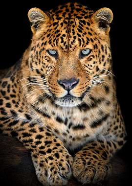 Leopard on black