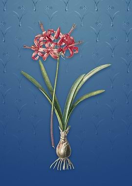 Vintage Guernsey Lily