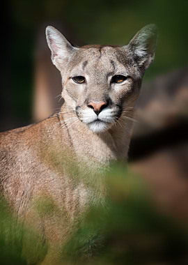 Cougar portrait