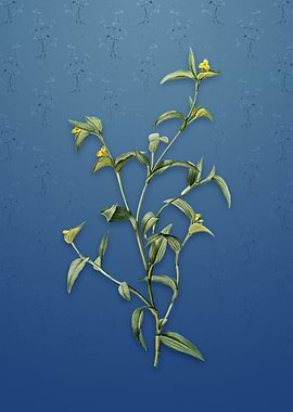 Vintage Commelina Africana