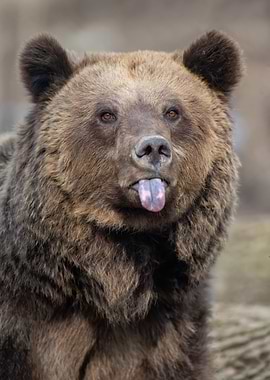 Portrait brown bear