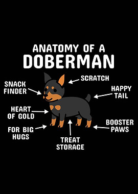 Anatomy Of A Doberman