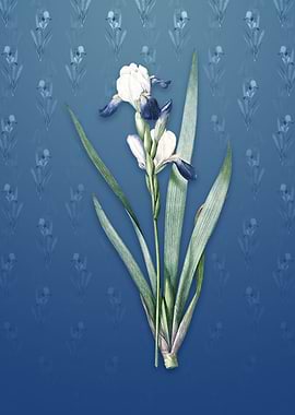 Vintage Tall Bearded Iris