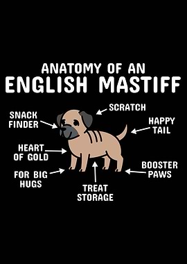 Anatomy Of A Mastiff