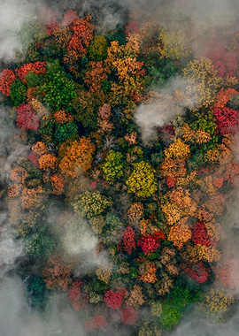 autumn forest