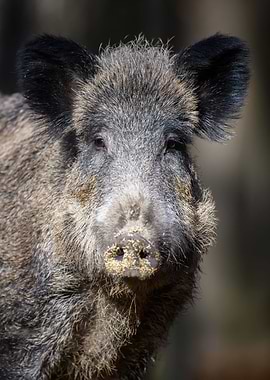 Wild boar portrait