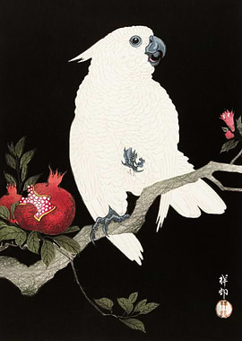 Cockatoo and pomegranate