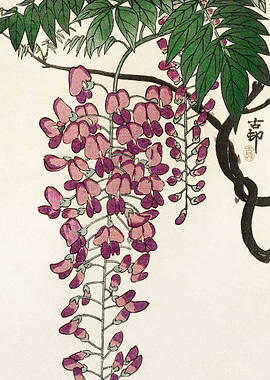 Blooming wisteria 1900