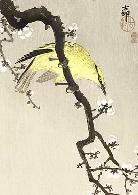 Chinese oriole on plum