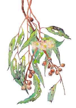 Flowering gum tree branch