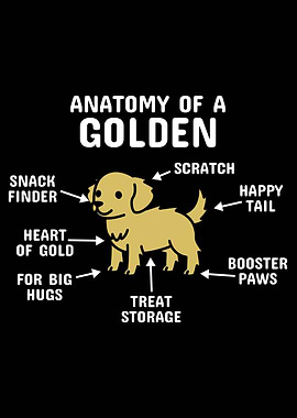 Anatomy Of A Golden Retrie
