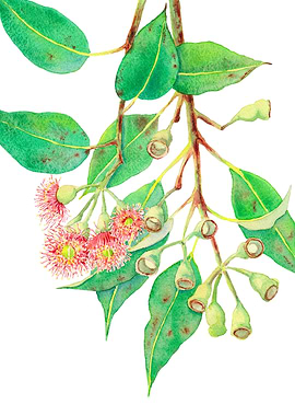 Red Flowering Gum Branch