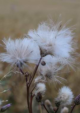 thistle flower