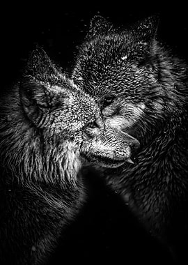 black wolfs love poster