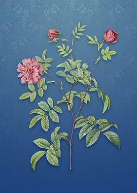 Vintage Cinnamon Rose