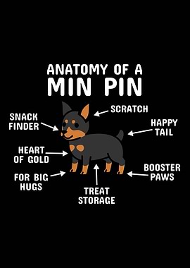 Miniature Pinscher Anatomy
