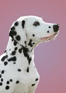 Dalmatian Dog