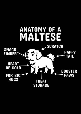 Anatomy Of A Maltese