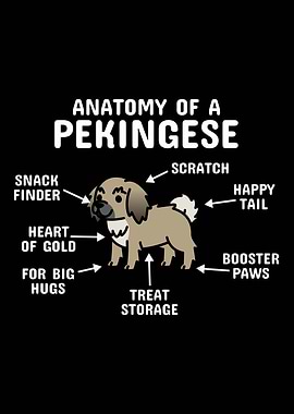 Anatomy Of A Pekingese