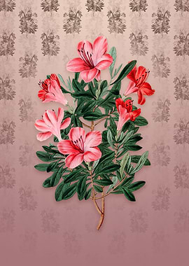 Brick Red Chinese Azalea