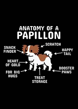 Anatomy Of A Papillon