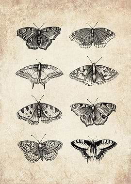 Vintage butterflies