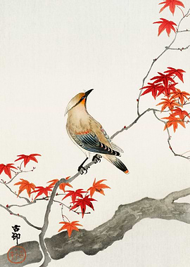 Japanese bird on maple