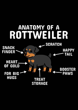 Anatomy Of A Rottweiler