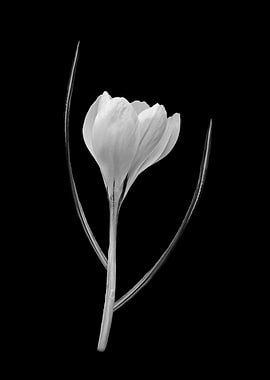 Crocus in black and white