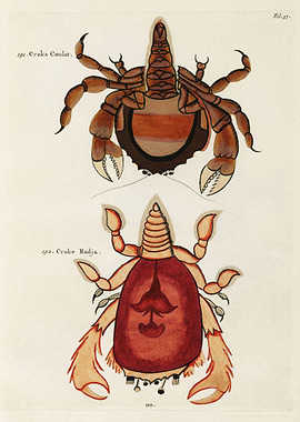 Crabs found in Moluccas